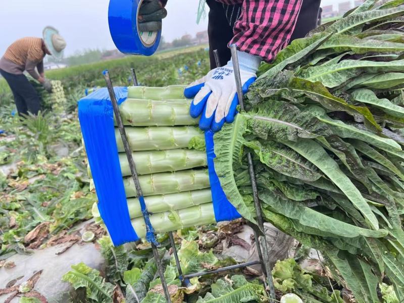 莴苣红叶莴笋产地一手货源现摘现发欢迎来电订购