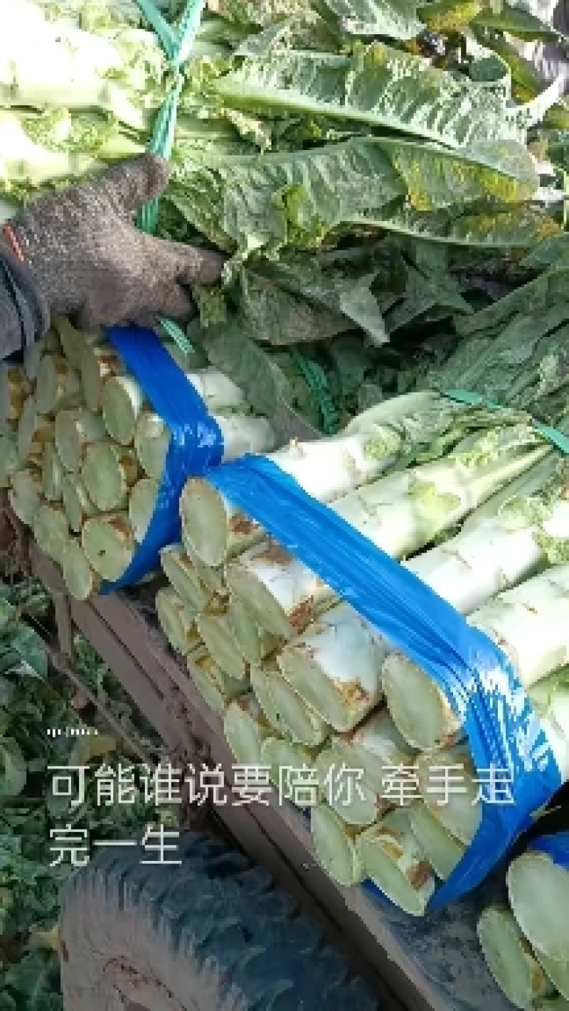 莴苣红叶莴笋产地一手货源现摘现发欢迎来电订购