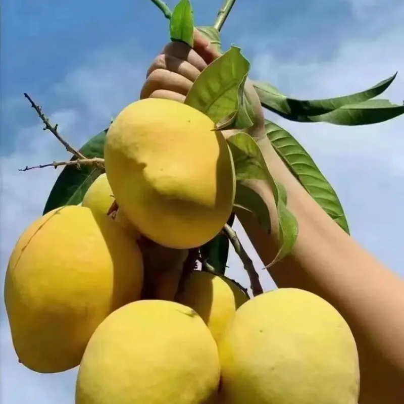 云南圣德龙芒果大量上市产地直发品质保证量大从优