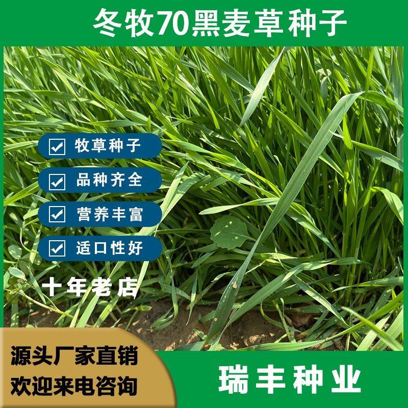 牧草种子冬牧70黑麦草种子四倍体黑麦草养牛羊猪鸡鸭鹅兔子