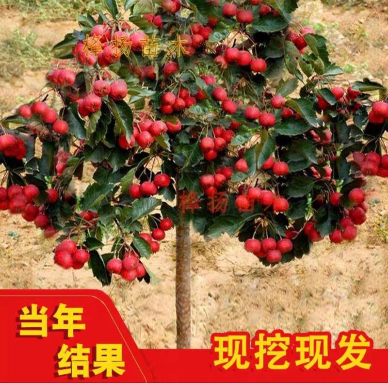 河北定州山楂树活苗大五棱甜红子山楂苗南方北方种植盆栽地栽