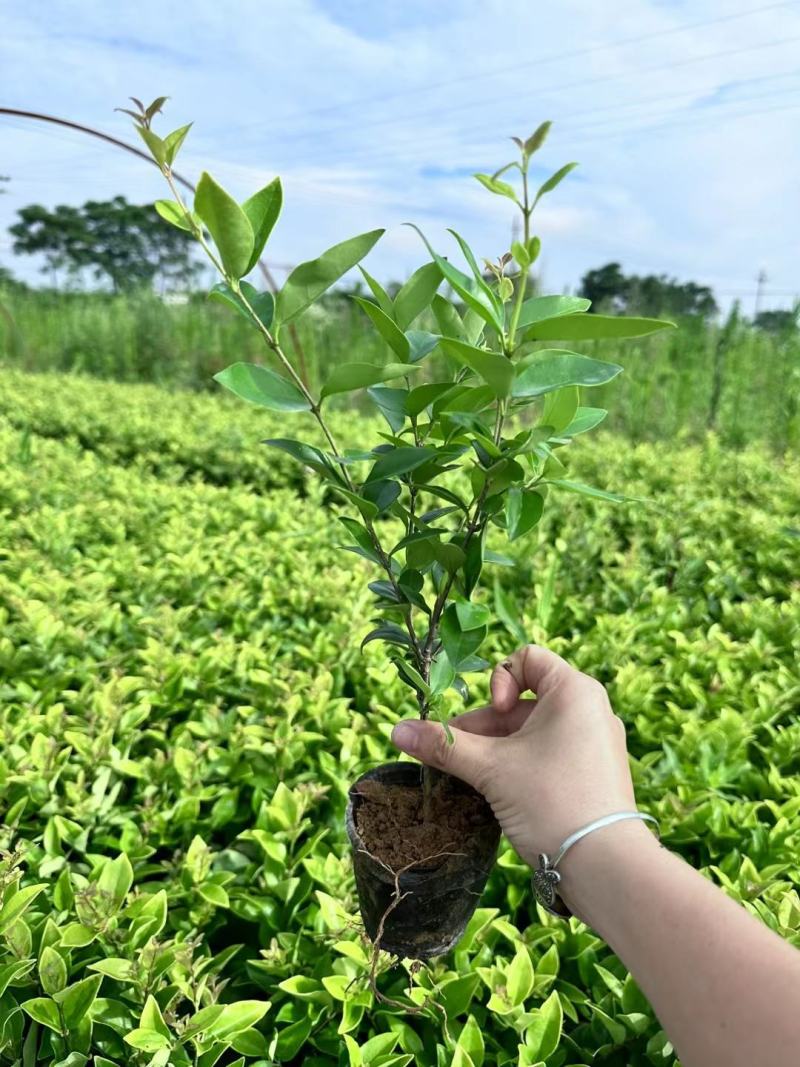 金森女贞杯苗，大量出售自家苗木基地，量大价优