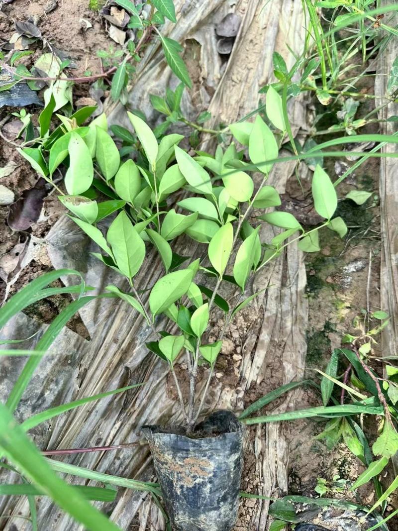 金森女贞杯苗，大量出售自家苗木基地，量大价优