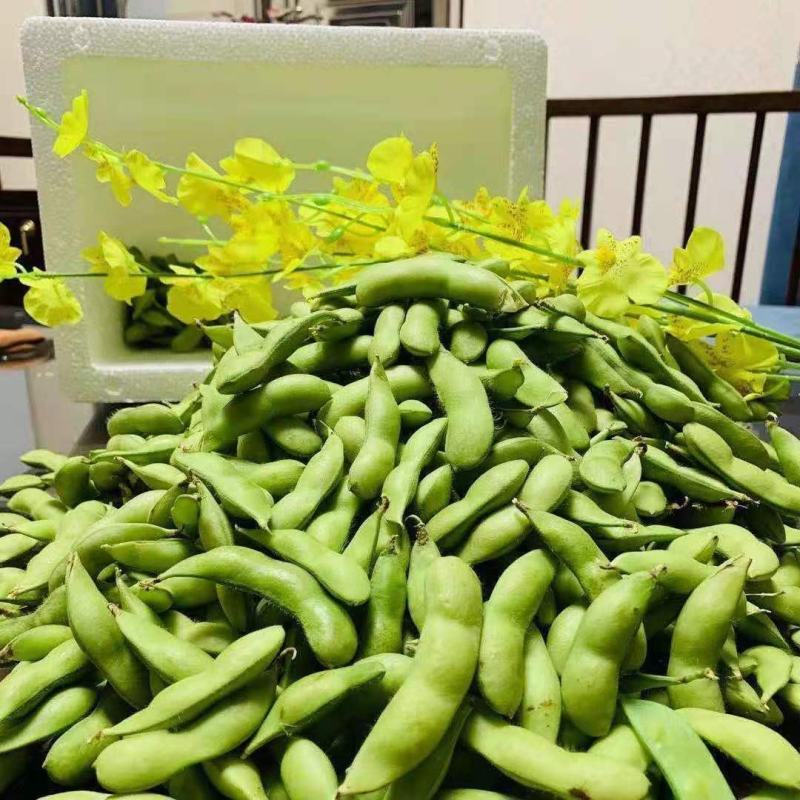 毛豆，山东临沂翠绿宝毛豆，颗大饱满，新鲜品质好欢迎咨询