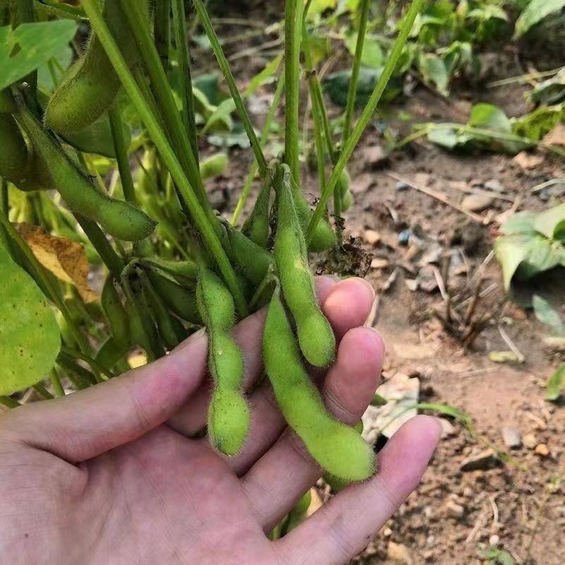 毛豆，山东临沂翠绿宝毛豆，颗大饱满，新鲜品质好欢迎咨询