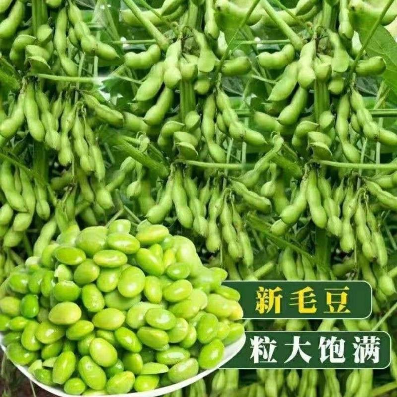 毛豆，山东临沂翠绿宝毛豆，颗大饱满，新鲜品质好欢迎咨询