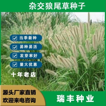 杂交狼尾草种子，牧草种子四季高产牛羊鱼兔牧草种子种籽批发