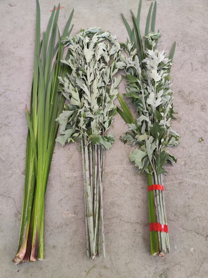新鲜野生艾草！端午节供应全国各地，品质保证，可视频看货