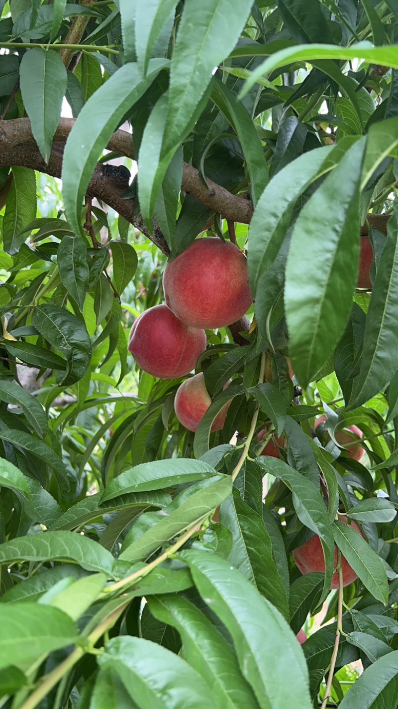 春丽蜜桃。糖度18。