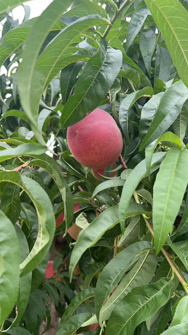春丽蜜桃。糖度18。