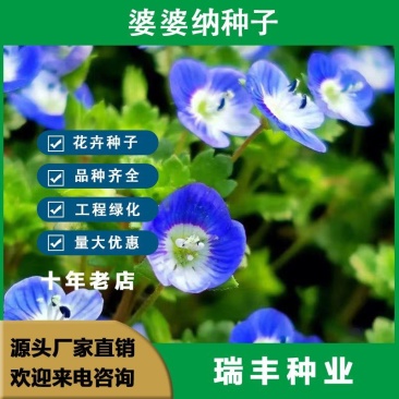 婆婆纳种子，多年生花花卉种子易种室内阳台绿化花卉种子批发
