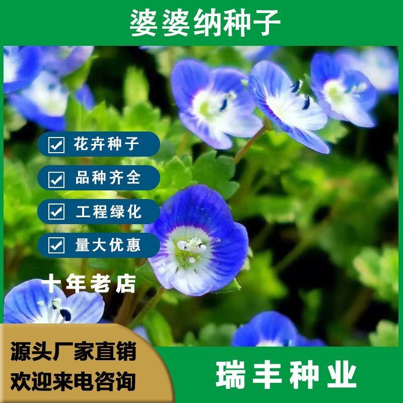 婆婆纳种子，多年生花花卉种子易种室内阳台绿化花卉种子批发