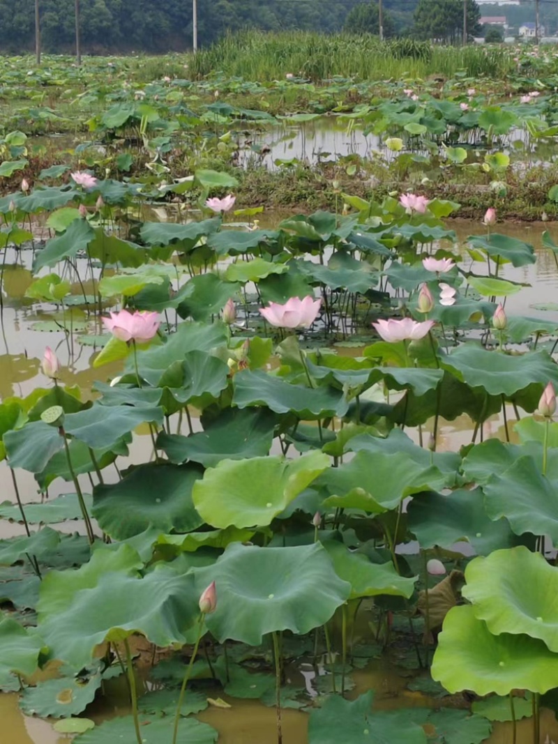 白莲子生产基地，量大从优物美价廉，可视频看货，可对接全国