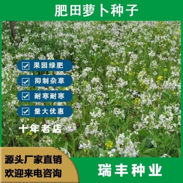 新品肥田萝卜种子，满园花茹菜种籽天然高产绿肥种子种子批发