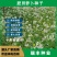 新品肥田萝卜种子，满园花茹菜种籽天然高产绿肥种子种子批发