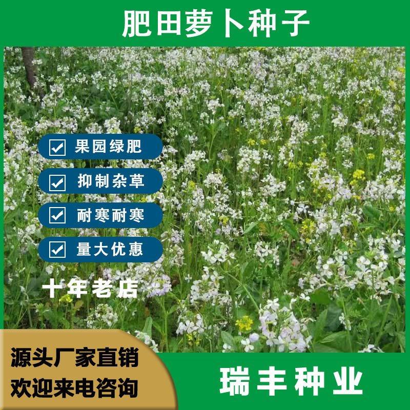 新品肥田萝卜种子，满园花茹菜种籽天然高产绿肥种子种子批发
