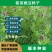 箭筈豌豆种子，红花苕野豌豆果绿肥种子南方蜜蜂植物牧草种子