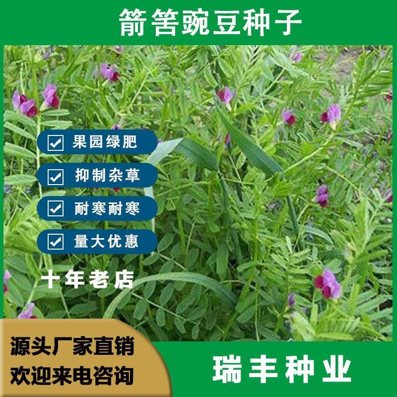 箭筈豌豆种子，红花苕野豌豆果绿肥种子南方蜜蜂植物牧草种子