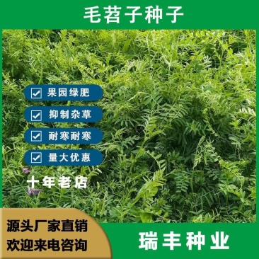 光叶紫花苕子，毛苕子，绿肥种子果园绿肥花卉蜜源牧草种子，