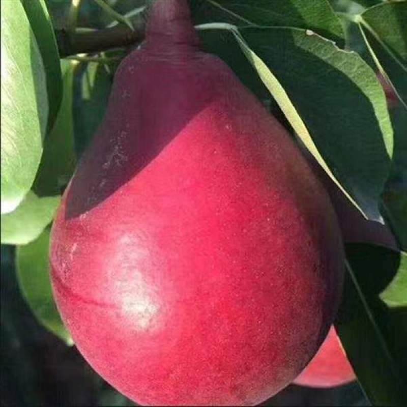 红啤梨。两面红