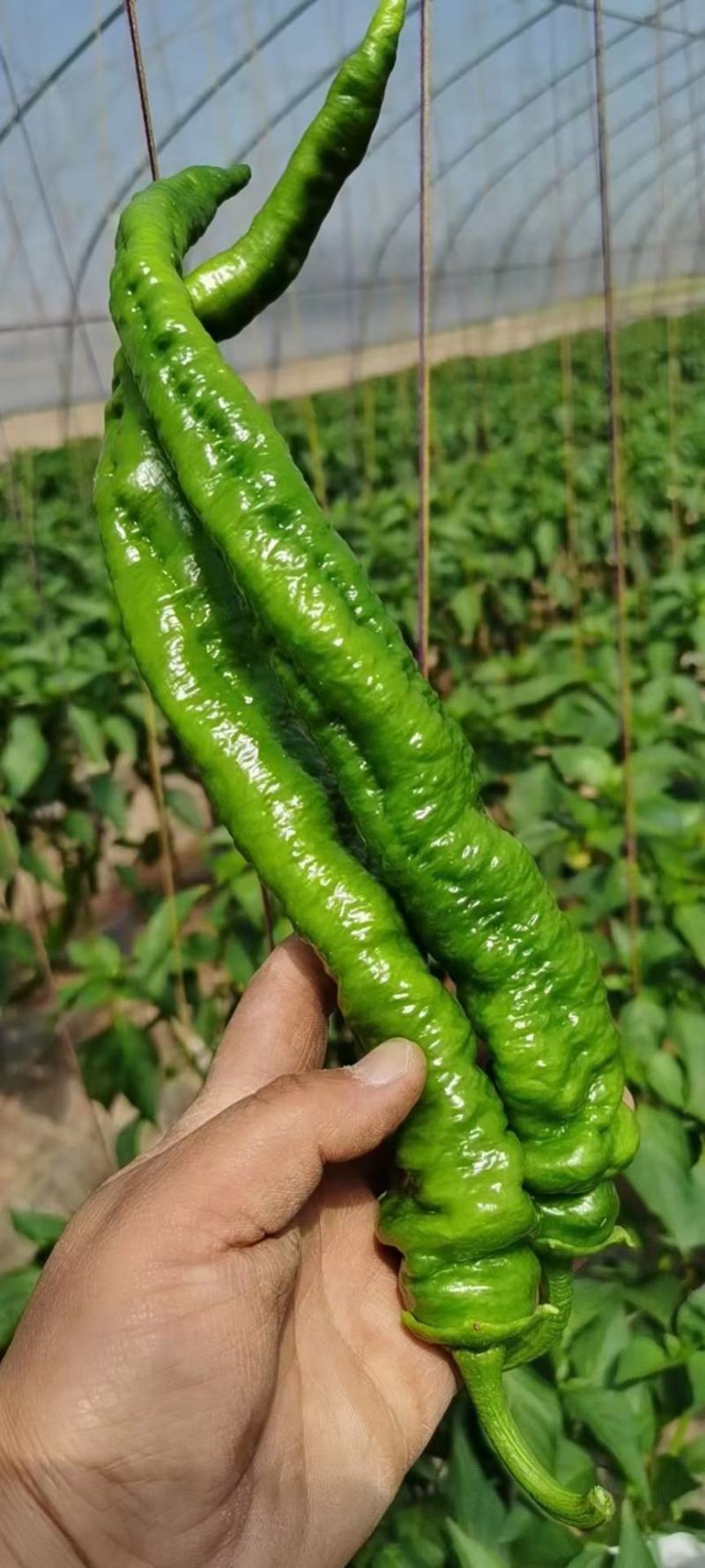 精品螺丝椒大量上市现场采摘