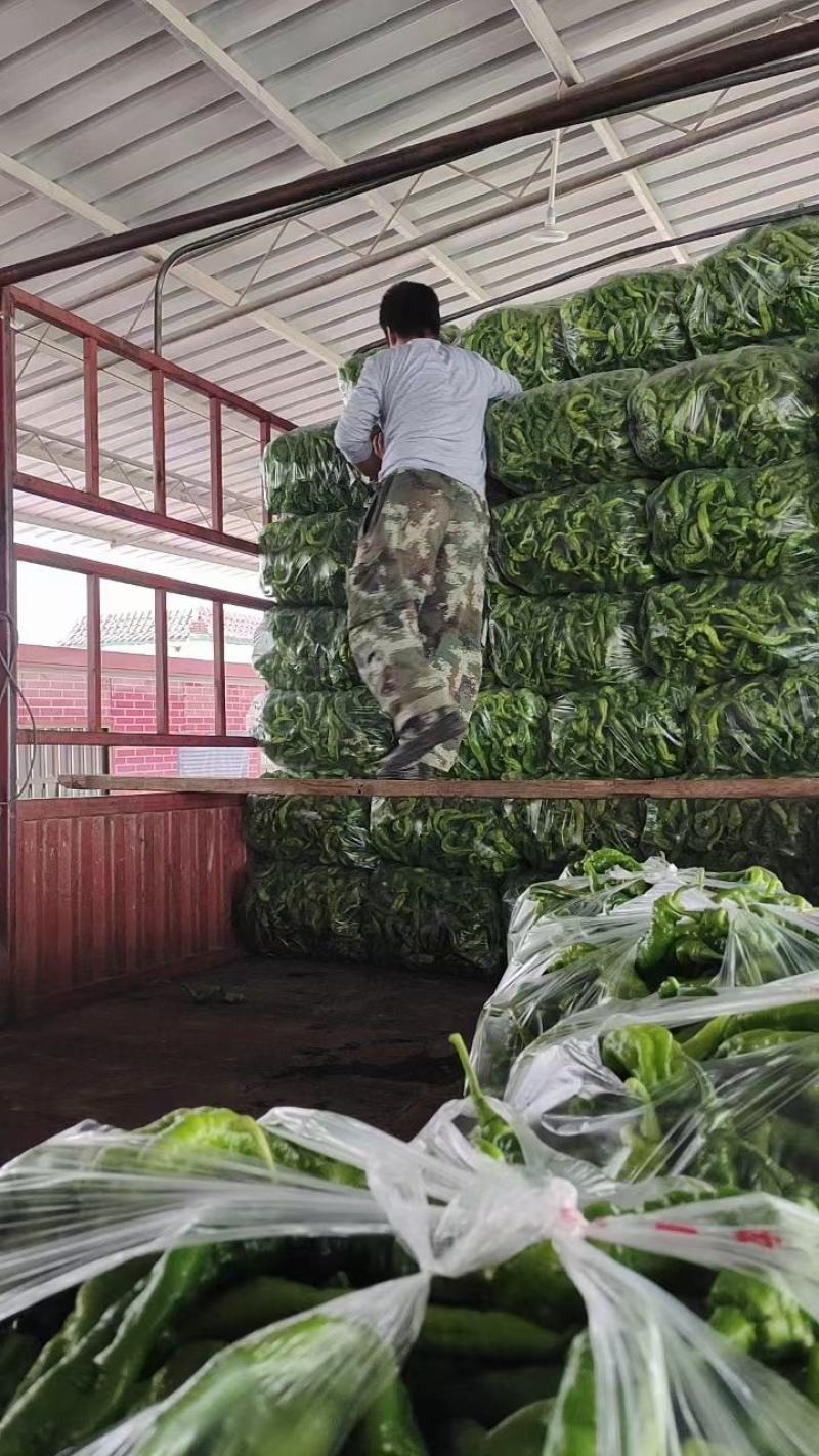 精品螺丝椒大量上市现场采摘