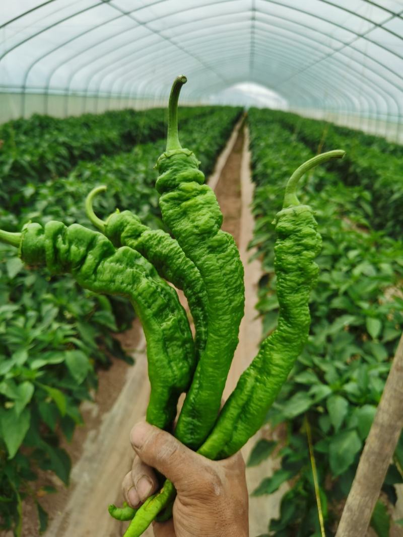 精品螺丝椒大量上市现场采摘