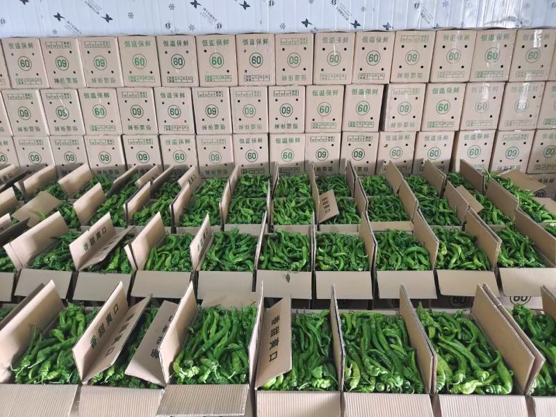 精品螺丝椒大量上市现场采摘
