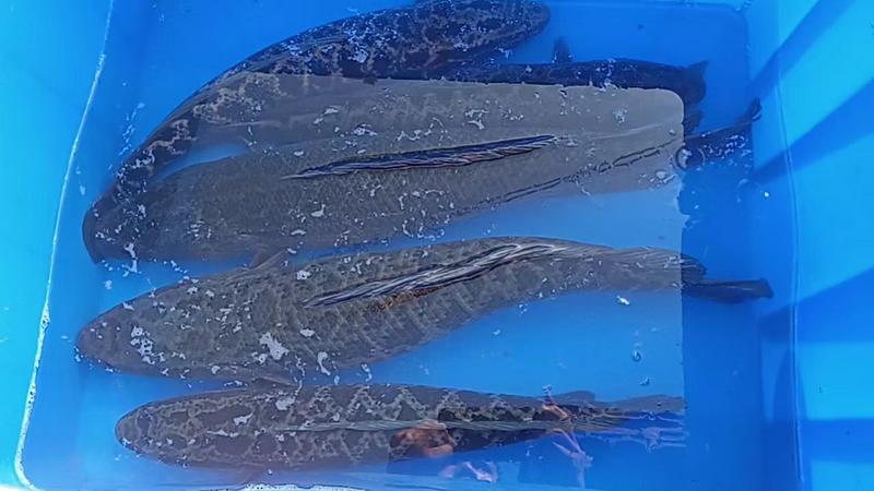 [推荐]广西黑鱼自家养殖基地批发一手货源质量保证