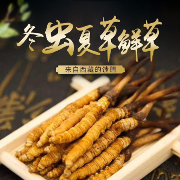 中药材批发冬虫夏草产地直售批发价格店铺有千种药材