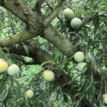 正宗四川蜂糖李，熟了