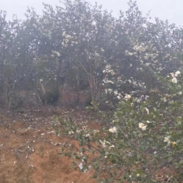 茶陵山茶油