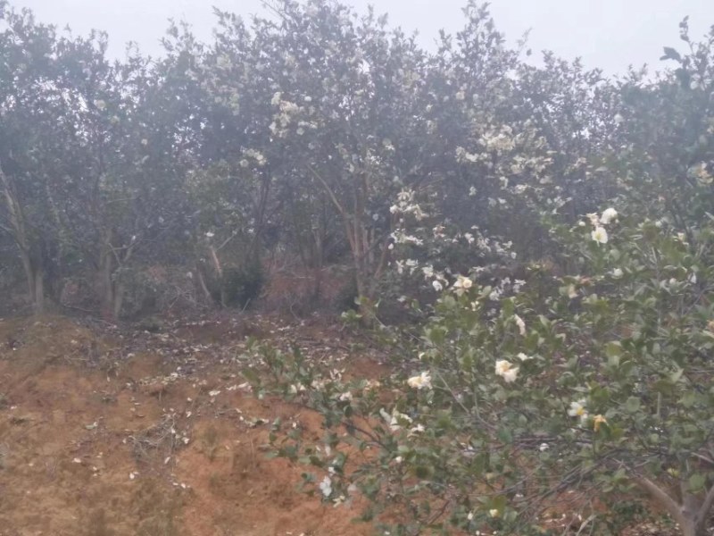 茶陵山茶油