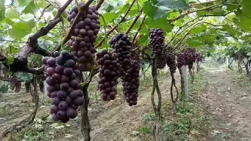 【河北夏黑葡萄基地】河北夏黑葡萄大量供应，货源充足，糖度