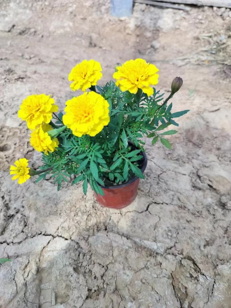 孔雀草基地直销，大量供应，可实地看货，一手货源。