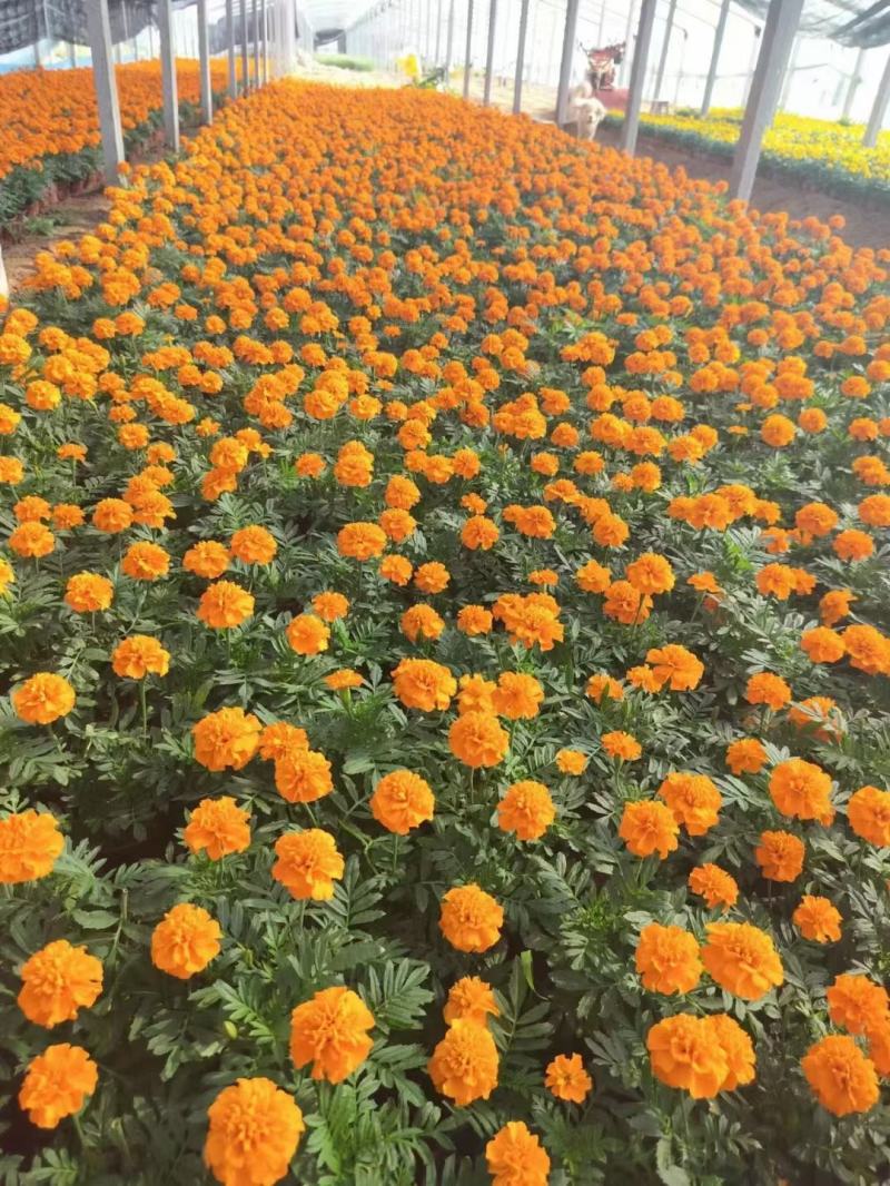 孔雀草基地直销，大量供应，可实地看货，一手货源。