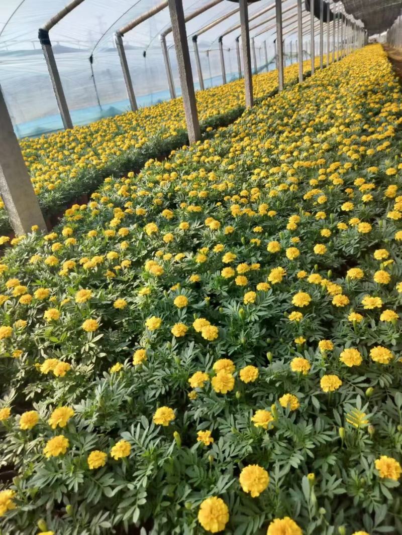 孔雀草基地直销，大量供应，可实地看货，一手货源。