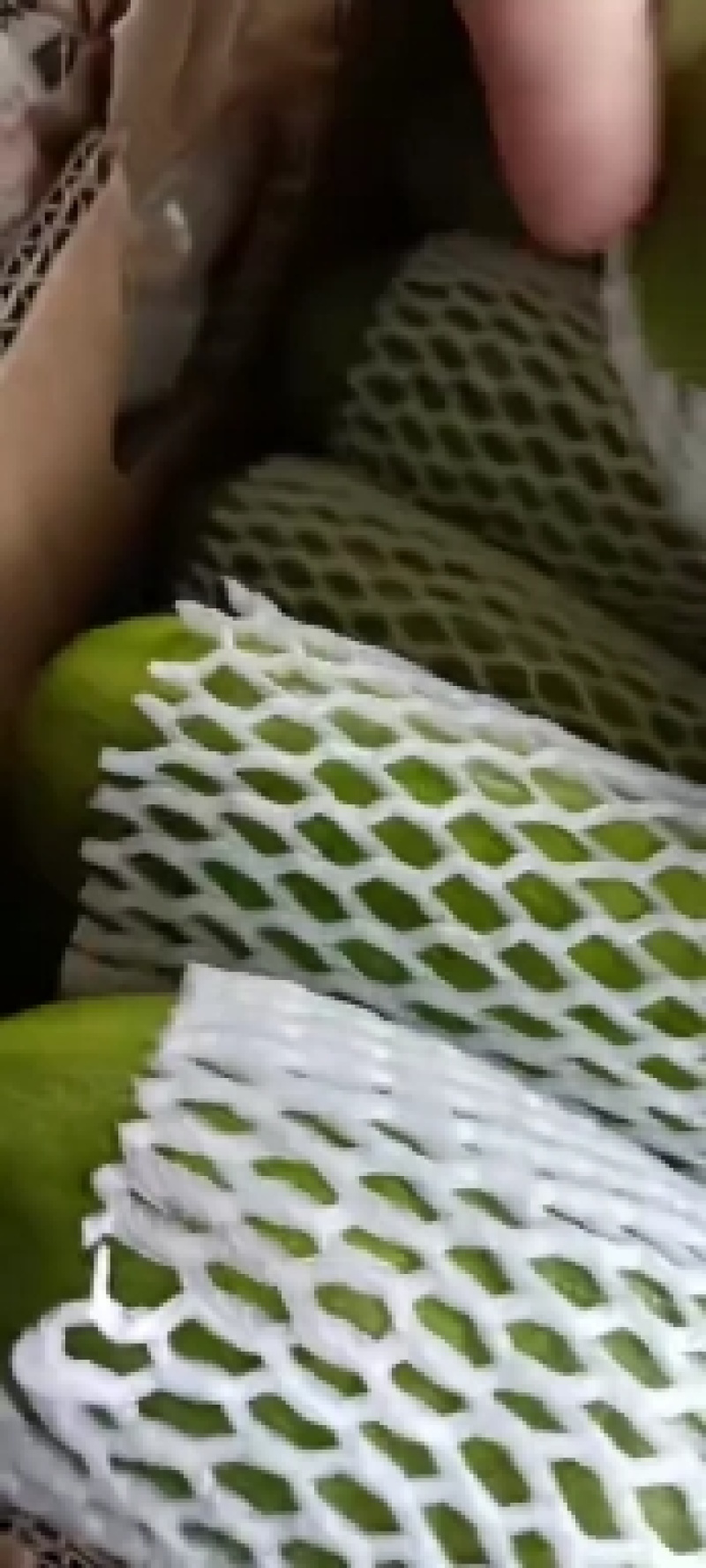精品西葫芦