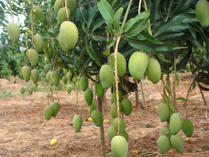 一颗成熟的台农一号芒,果皮呈金黄色带微红晕,表面光滑无斑点;切开后果肉橙黄饱满,汁水丰富,果核扁平狭长,周围果肉厚实均匀,背景为绿色叶片衬托,突出果实新鲜度 台农一号芒整果与切面特写