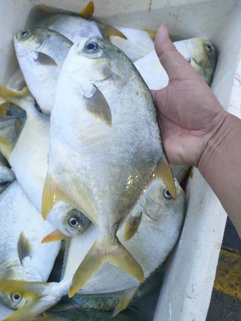 金鲳鱼、海水鱼、广西北海本港鱼、直批发货方便当天可发冰鲜