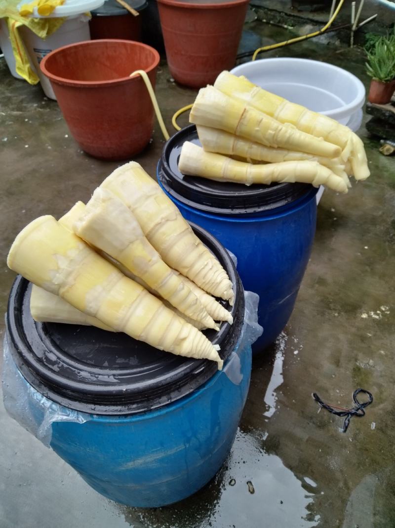 笋条