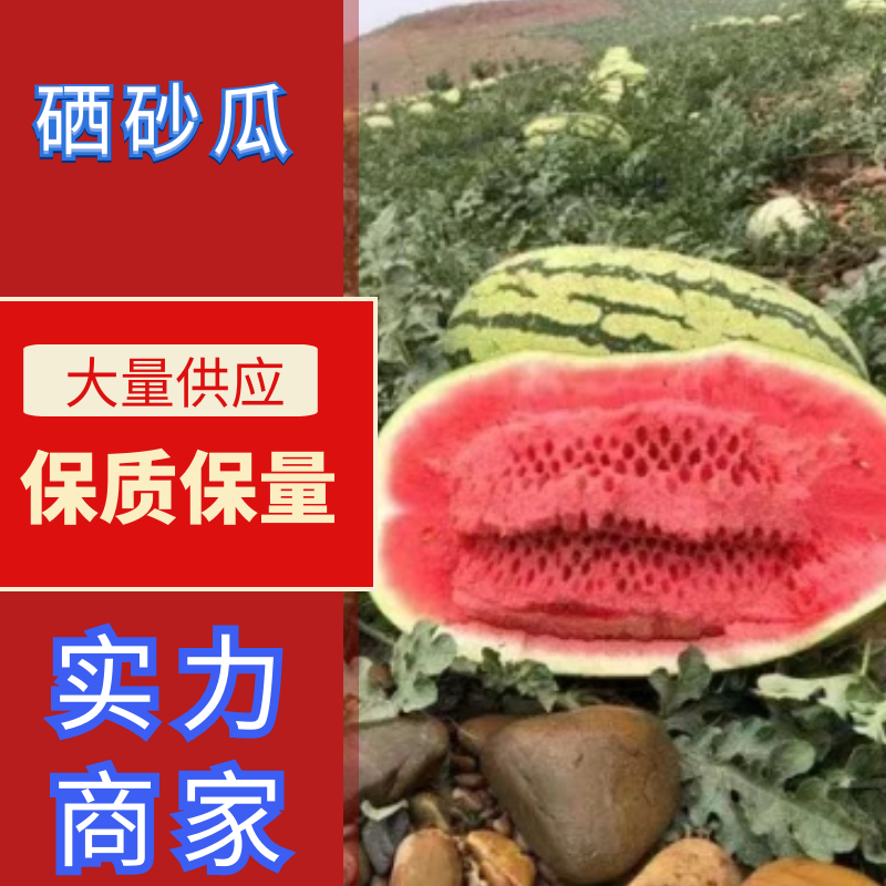 宁夏中卫石头瓜硒砂瓜金花一号西农西瓜一手货源量大价优
