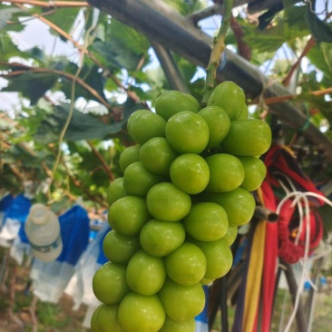 凉山高品质阳光玫瑰快上市了