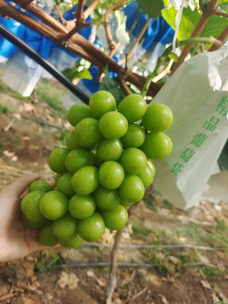 凉山高品质阳光玫瑰快上市了