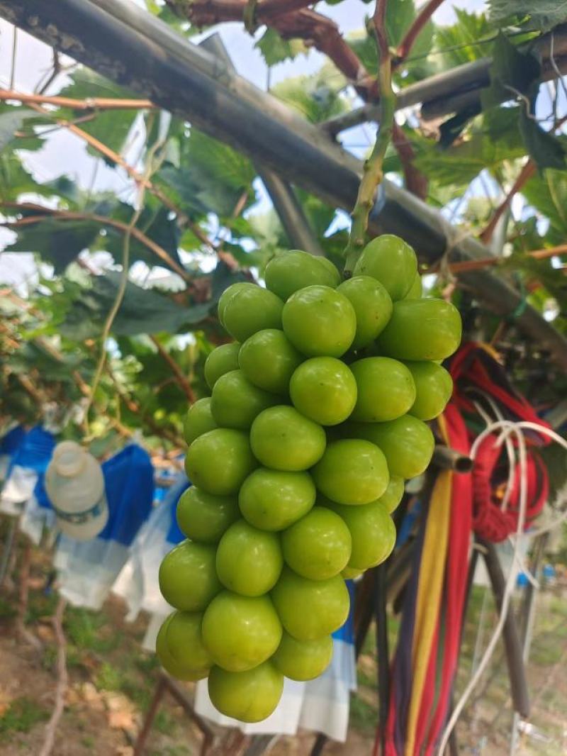 凉山高品质阳光玫瑰快上市了