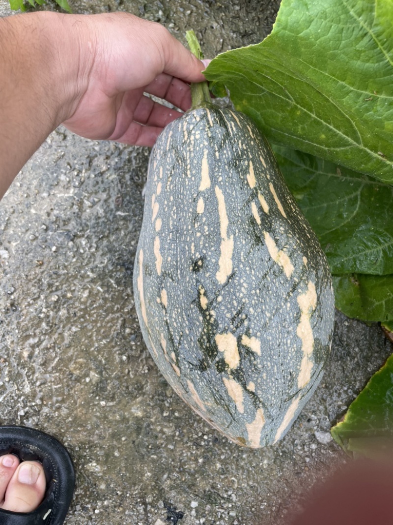 香芋南瓜🎃，香妃品种。很美的瓜也很圆的瓜。产出很多