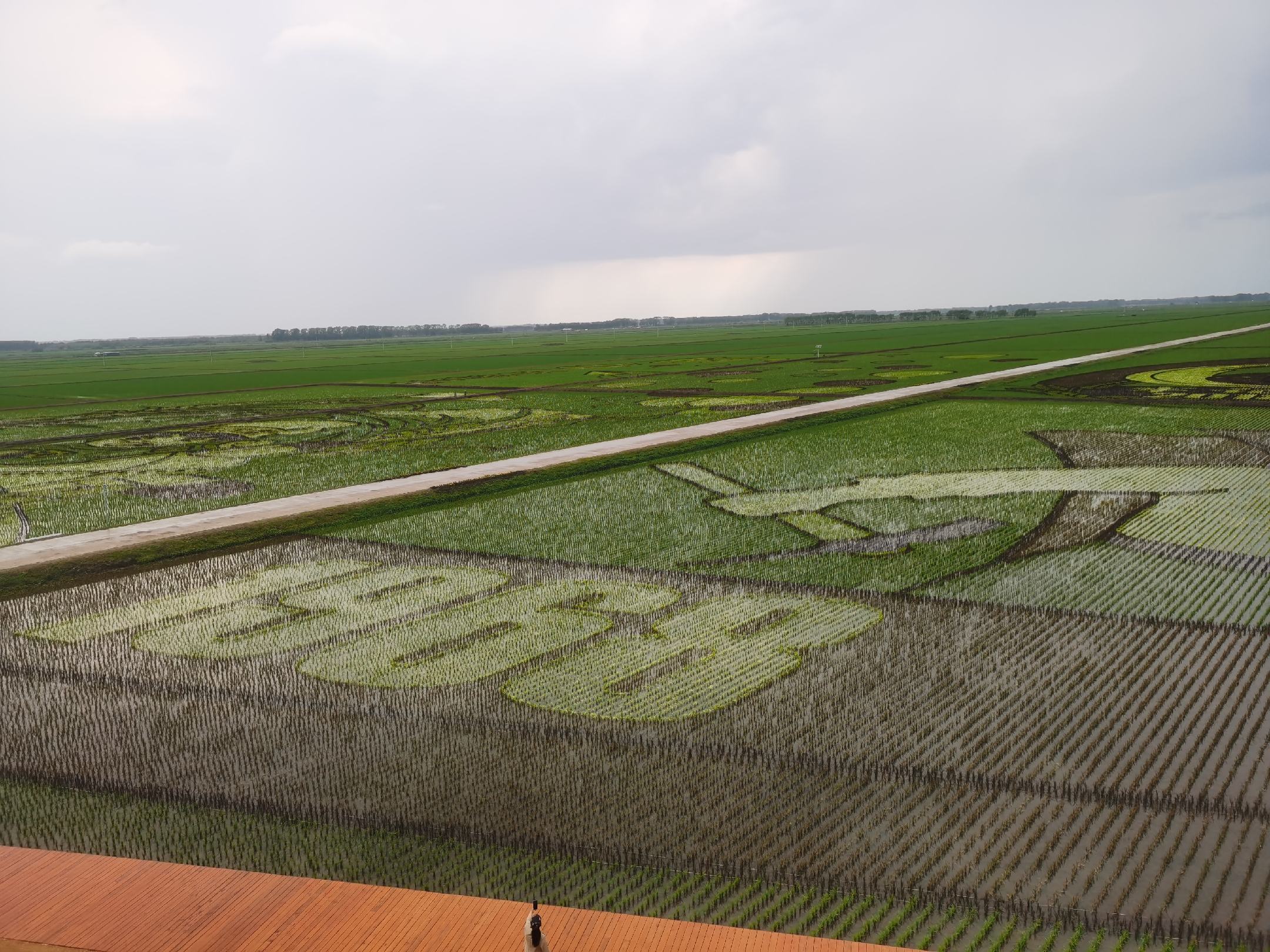 稻田浮萍实景图