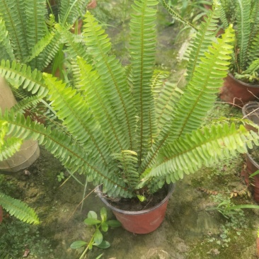 成都创馨花卉批发16杯肾蕨