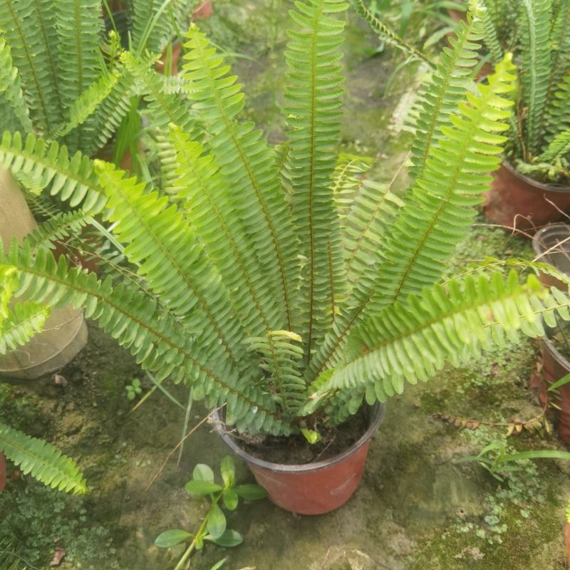 成都创馨花卉批发16杯肾蕨