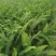 成都创馨花卉批发16杯肾蕨